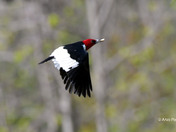 Red Headed Woodpecker