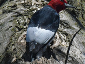 Red Headed Woodpecker