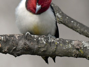 Red Headed Woodpecker