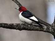 Red Headed Woodpecker