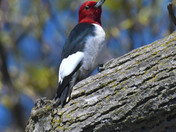 Red Headed Woodpecker
