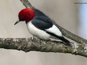 Red Headed Woodpecker
