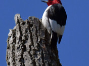 Red Headed Woodpecker