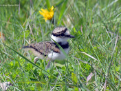 Kildeer Chicks