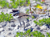 Kildeer Chicks