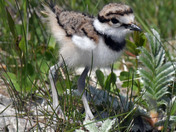 Kildeer Chicks