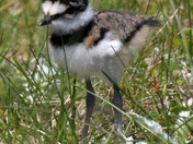 Kildeer Chicks