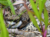 Kildeer Chicks