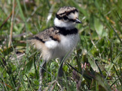 Kildeer Chicks