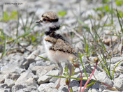 Kildeer Chicks
