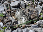 Kildeer Chicks