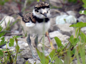 Kildeer Chicks
