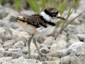 Kildeer Chicks