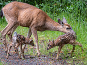 Black-tailed Deer Fawns - Double Trouble