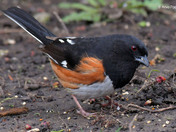Eastern Towhee