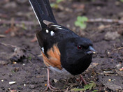 Eastern Towhee