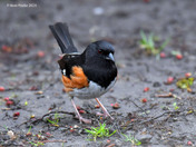 Eastern Towhee