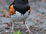 Eastern Towhee