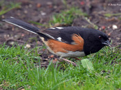 Eastern Towhee