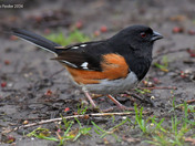 Eastern Towhee