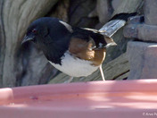 Eastern Towhee