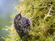 Fledgling Brown Creeper