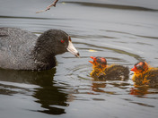 Coot chicks