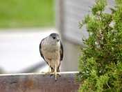 Sharp Shinned Hawk