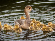 Redhead Hen and Chicks