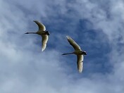 Swans of 'Swan City'