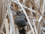 Female Redwing