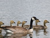 Canada Goose and babies
