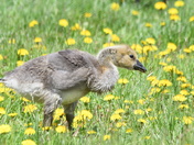 Among the dandelions