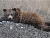 Resting Cub 