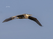 Great blue heron in flight