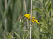 Yellow warbler