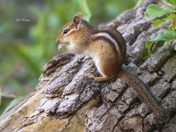 Chipmunk