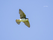 Tree swallow