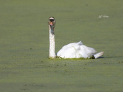 Mute swan