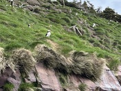 Finding Puffins