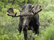 Bull Moose in the Spring
