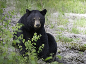 Algonquin Black Bear