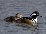 Mellow Mergansers