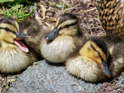 Duckling Discussion!  