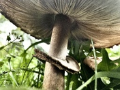 Cool mushroom