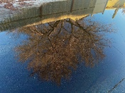 nice tree reflection
