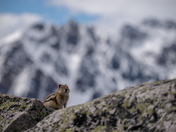 Golden-Mantled Ground Squirrel