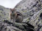 Golden-Mantled Ground Squirrel