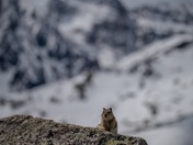 Golden-Mantled Ground Squirrel