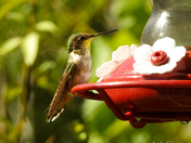 Humming Bird Action